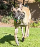 chuckit-eco-fetch-ball-large-37165-kod-producenta-029695371653