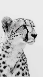 plakat-do-salonu-gepard-lampart-afryka-abstrakcja-100x70-cm-14