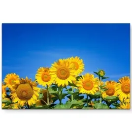 plakat-sloneczniki-laka-kwiaty-abstrakcja-akwarela-100x70-cm-16