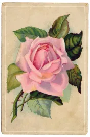 plakat-roza-kwiaty-vintage-retro-50x40-cm