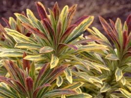 wilczomlecz-euphorbia-ascot-rainbow-sadzonka-p9-kolorowe-liscie