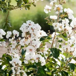 lagerstremia-indyjska-white-bez-poludnia-p9-c1