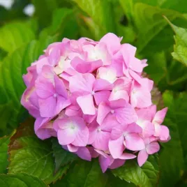 hortensja-ogrodowa-bouquet-rose-p9-c1