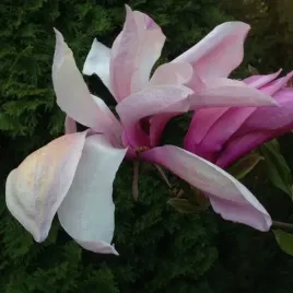 magnolia-galaxy-sadzonka-w-pojemniku-2l