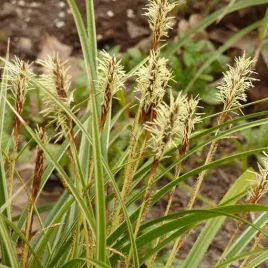 turzyca-morrowa-variegata-poj-4l