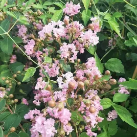 lagerstremia-indyjska-jasny-roz-bez-poludnia-p9-c1