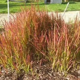 imperata-cylindryczna-red-baron-p9-c1