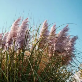 trawa-pampasowa-pink-feather-p9-c1