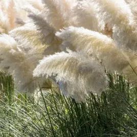 trawa-pampasowa-white-feather-p9-c1