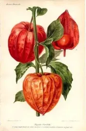 podkladka-pod-mysz-z-nadrukiem-22x18-cm-owoce-warzywa-vintage-tekst-prezent