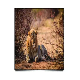 podkladka-pod-mysz-z-nadrukiem-22x18-cm-pejzaz-krajobraz-afryka-lew-prezent
