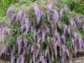 budleja-wisteria-lane-motyli-krzew-sadzonka-p9-fioletowy