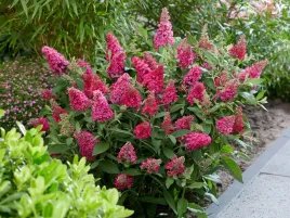 budleja-butterfly-candy-little-ruby-sadzonka-p9-ciemny-roz