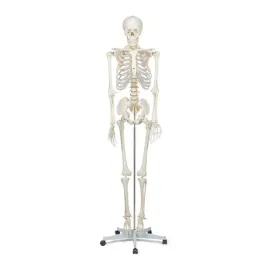 model-anatomiczny-ludzkiego-szkieletu-buddy-the-budget-1021930-10kg