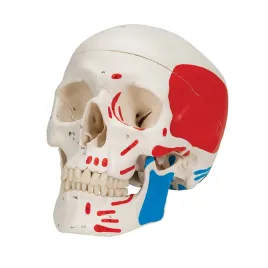 model-anatomiczny-czaszki-z-malowaniem-miesni-i-kosci-3b-scientific