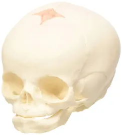 model-czaszki-plodu-3b-scientific-a25-naturalny
