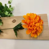 dalia-pojedyncza-pomaranczowa-stan-nowy