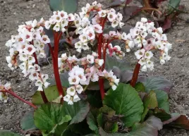 bergenia-sercolistna-jelle-bergenia-cordifolia