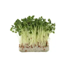 kielki-rzodkiewki-ok-250-g-bio
