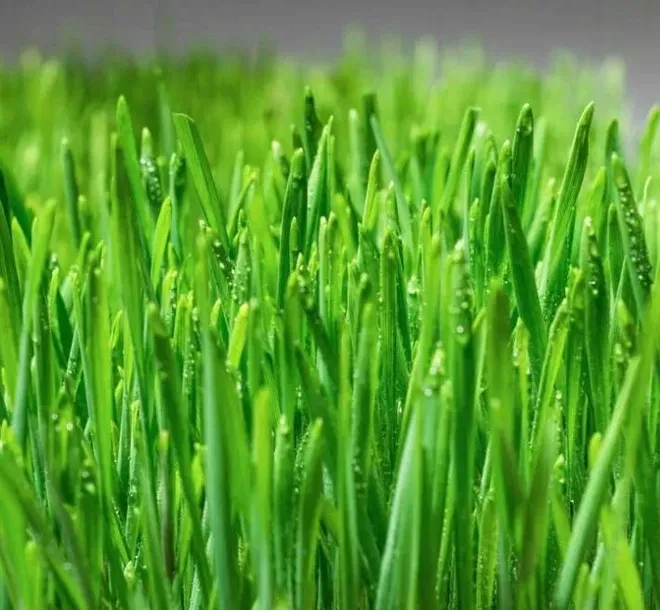 ekologiczna-trawka-dla-kota-kod-producenta-ekologiczna-trawka-dla-kota