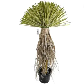 jukka-rostrata-90cm