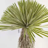jukka-rostrata-90cm-stan-nowy