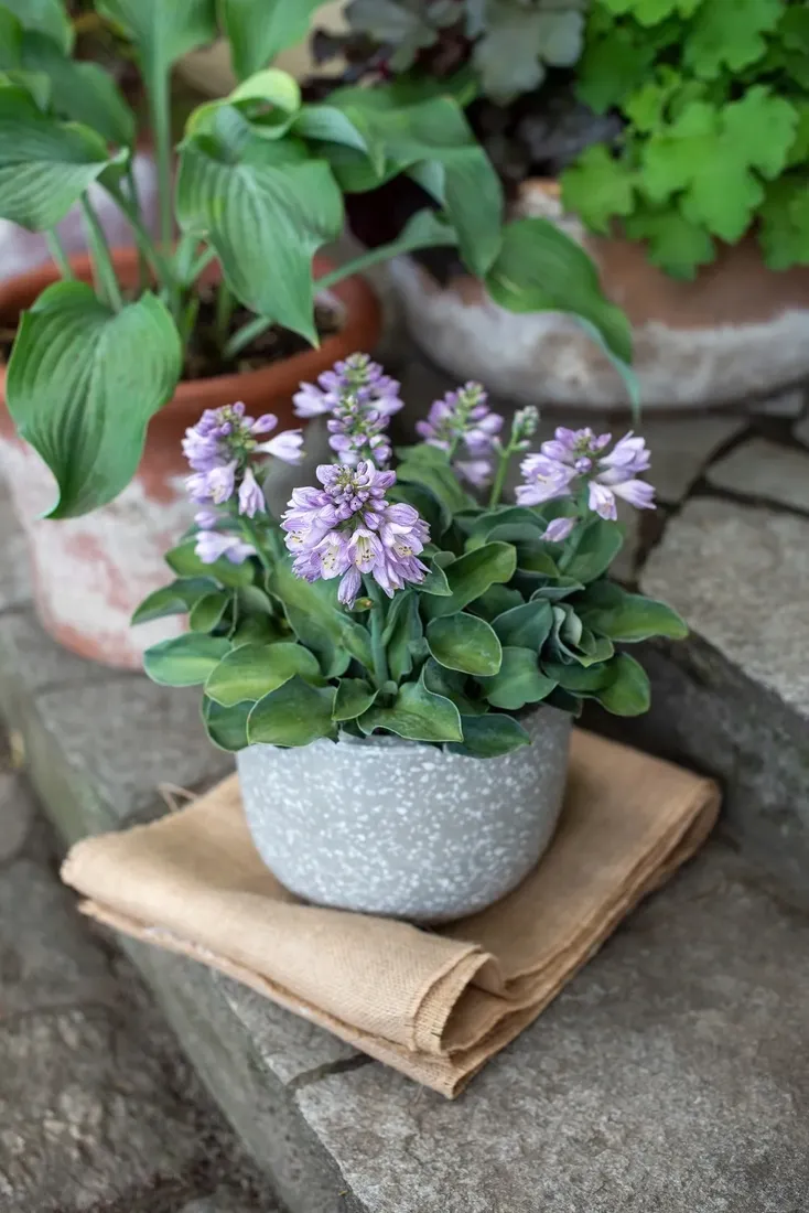 funkia-blue-mouse-ears-hosta-hybrid-rodzaj-rosliny-inny
