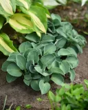 funkia-blue-mouse-ears-hosta-hybrid-kolor-kwiatow-fioletowe