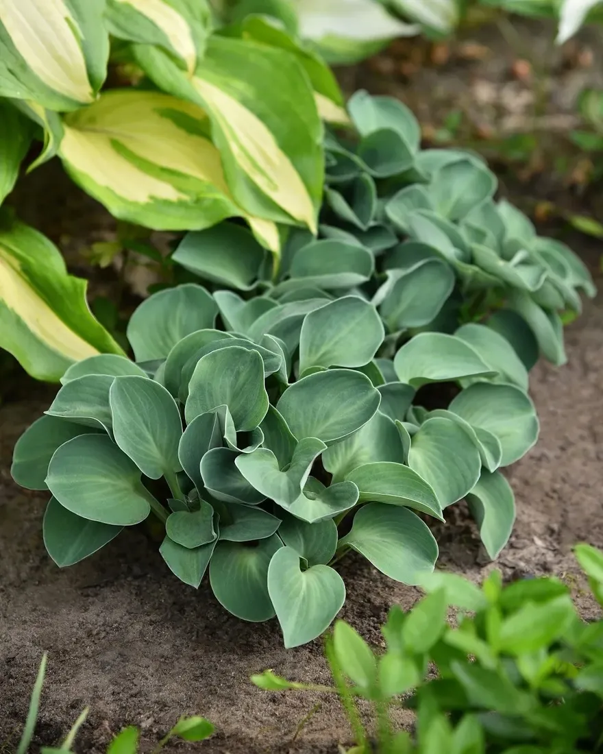 funkia-blue-mouse-ears-hosta-hybrid
