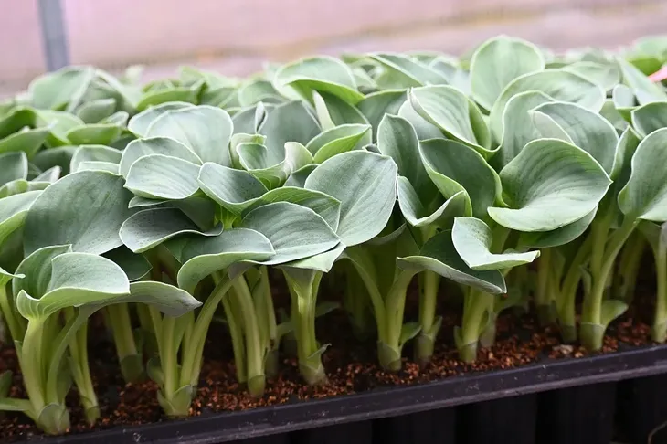 funkia-blue-mouse-ears-hosta-hybrid-styl-ogrod-skalny-ogrod-nowoczesny