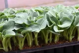 funkia-blue-mouse-ears-hosta-hybrid-styl-ogrod-skalny-ogrod-nowoczesny