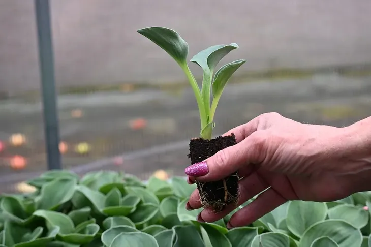 funkia-blue-mouse-ears-hosta-hybrid-cykl-rozwojowy-rosliny-wieloletnia