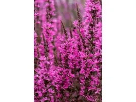 krwawnica-luminara-hot-pink-sadzonka-p9-rozowa-bylina