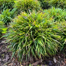 kosmatka-owlosiona-igel-luzula-pilosa-igel-doniczka-1-0l