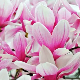 magnolia-posrednia-alexandrina-magnolia-soulangeana-poj-20l