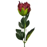 protea-pojedyncza-wisniowa