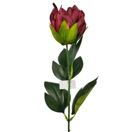 protea-pojedyncza-wisniowa