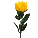 protea-pojedyncza-zolta
