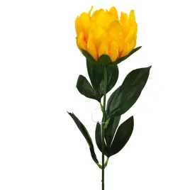 protea-pojedyncza-zolta