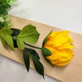 protea-pojedyncza-zolta-stan-nowy