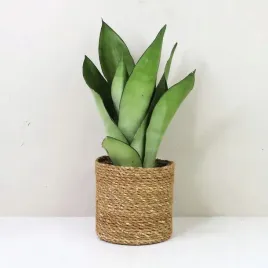 sansewieria-moonshine-sansevieria-gwinejska-ladna-wezownica