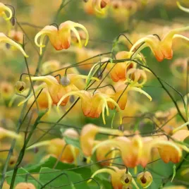 epimedium-amber-queen-zolte-kwiaty-roslina-okrywowa-do-cienia-2-0l
