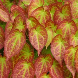 epimedium-czerwone-okrywowe-do-cienia-epimedium-x-rubrum-doniczka-2-0l