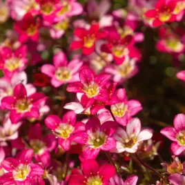 skalnica-arendsa-touran-pink-rozowa-skalniak-saxifraga-x-arendsii