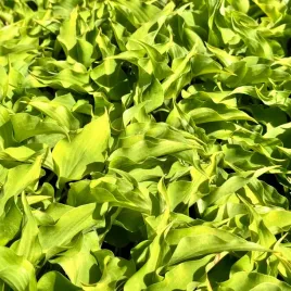 funkia-hosta-surfing-mouse-w-doniczce-miniaturowa-wiele-sadzonek