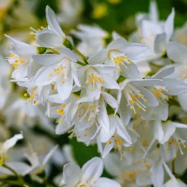 zylistek-wysmukly-nikko-deutzia-gracilis-bialy-krzew-doniczka-2-0l