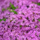 macierzanka-piaskowa-thymus-serpyllum