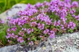 macierzanka-piaskowa-thymus-serpyllum-rodzaj-rosliny-inny