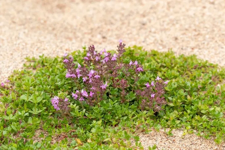 macierzanka-piaskowa-thymus-serpyllum-roslina-w-postaci-sadzonka-w-pojemniku-do-05l