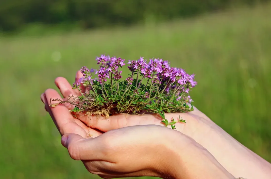 macierzanka-piaskowa-thymus-serpyllum